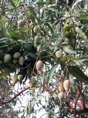 Mango – Mangifera Indica