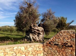 Los Vinos Ecológicos son más saludables